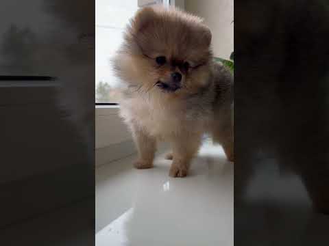 cute dog videos #shorts #dog #puppy #cutedog