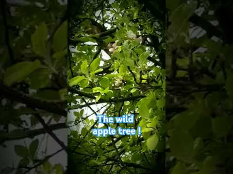 Thank U . Dido . The wild apple tree - Cay tao trong rung.