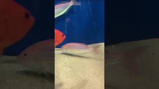 イトヨリダイ　下関海響館　Golden threadfin bream