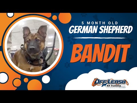 5 M/O German Shepherd (Bandit) | Best Dog Trainers in Northern VA