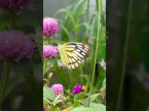 Beautiful Butterfly in my garden 🦋😍#youtubeshorts #shortsvideo