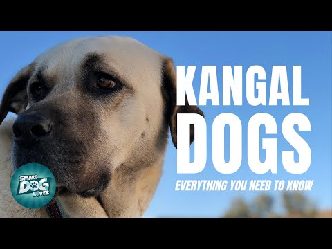 Kangal Dogs 101: Everything You Need To Know