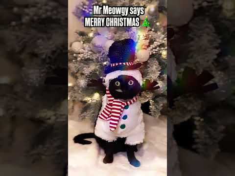 Mr. Meowgy wishes you a Merry Christmas 🎄  #mrmeowgy #blackcat #blackcats #xmas #trending