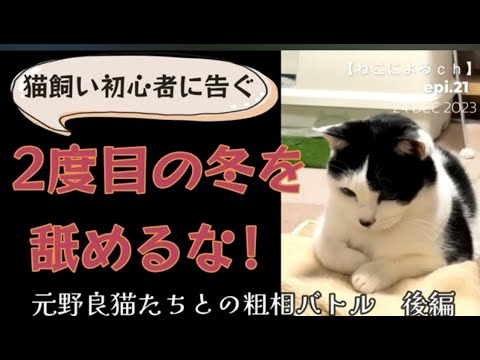 ＃猫の粗相　後編　 【ねこによる。ｃｈ】epi.21　元野良猫｜｜40代｜一人暮らし｜粗相｜猫飼い初心者