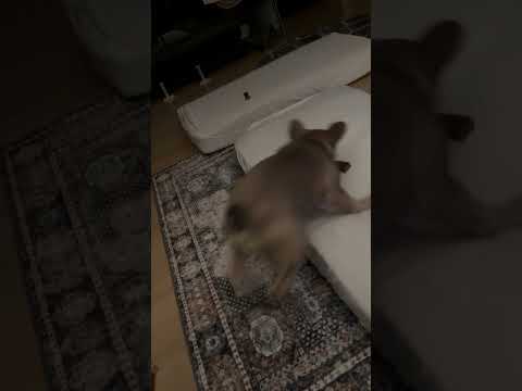 Bear vs. Bone Suspicious Minds 😂 #puppy #frenchbulldog #frenchie #shorts #viralvideo