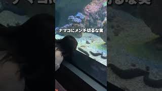 香川県・デート【日本で1番映える水族館って言われたらここをおすすめする】