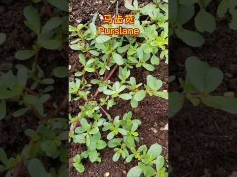 后院养生野菜马齿苋 Backyard food medicine purslane