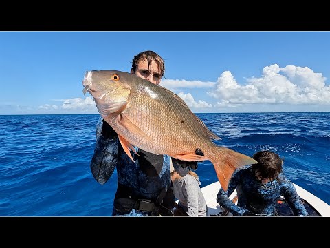 Schooling Mangroves and Big Muttons #shorts