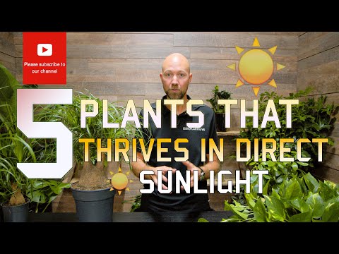 5 Plants that thrives in Direct Sunlight🌞🌿