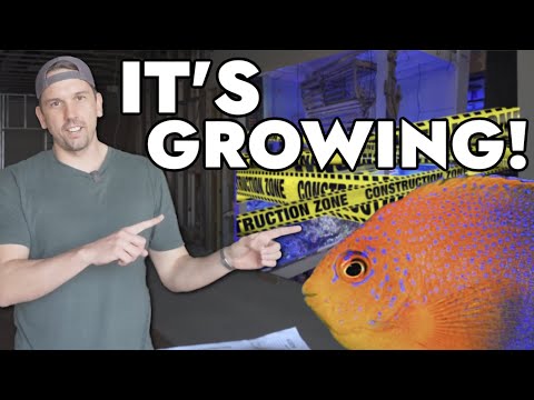 This Local Fish Store Has a Rare $3,000 Angelfish & is EXPANDING!