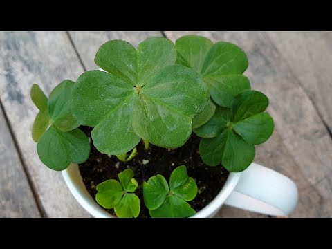 Bonsai plant | How to bonsai a plant in a cup | Plant a green clover in a cup |杯子小盆景 | 在小杯子裡種一棵幸運三葉草