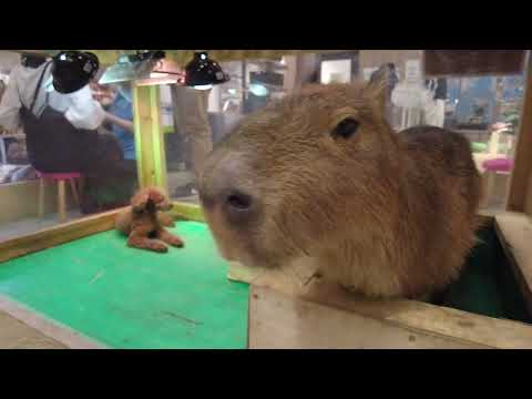 野菜だよパピコはん(もふもふふれあい動物園イオンモールつくば)