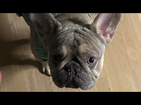 11 day old Rescue French Bulldog Litter -Dinner time!