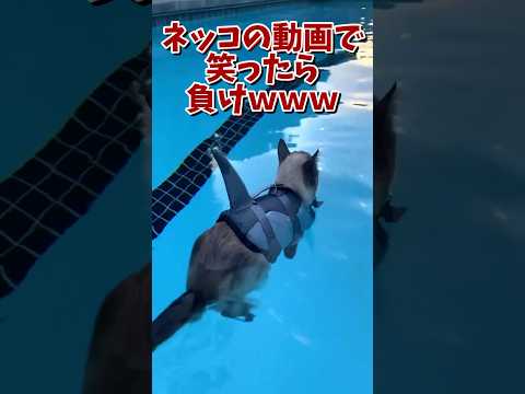 ネッコの動画で笑ったら負けｗｗｗ　#2ch #2ch動物スレ #2ch面白いスレ #動物 #犬 #猫 #癒やし #ねこ