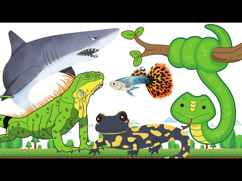 Ovoviviparous Animals in The World - Sharks Snakes Fish Iguanas Salamanders - Animal Sounds