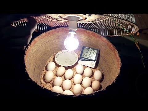 BEST Low Cost Homemade Incubator for Chicken Eggs - DIY