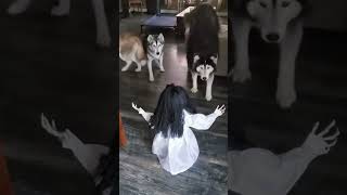 Dogs shocked #dog #funny #petlovers #pets #petlover #animals #cutedog #petlove #cute