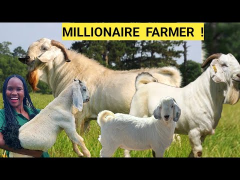 Setting Up A Successful Goat Farm 2025: Feeds, Security, Snake repellants, Management(FARM ROUTINE)