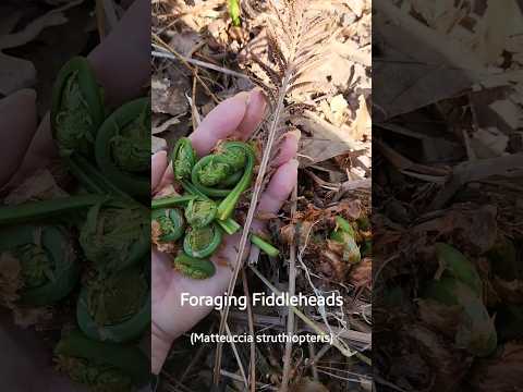 Fiddlehead Foraging Quick Tips