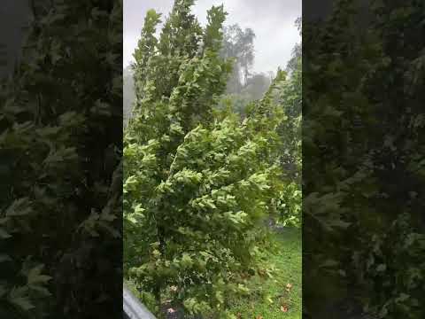 Major Storm in Tampa FL Today Massive Lightning & Thunder #storm #lighting #thunder #tornado