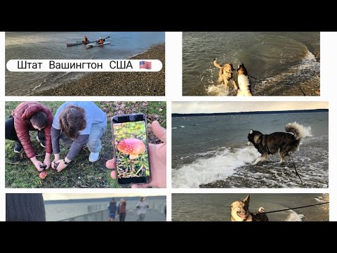 Красивая Природа | Собаки | Океан #usa #washingtonstate #shorts #husky #вашингтон #сша