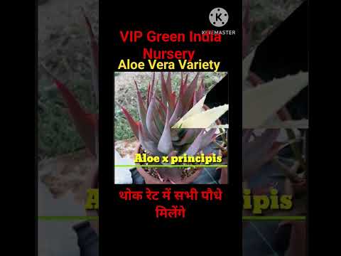 100+Aloe Vera Variety indoor plant 🪴🌲🌱🌵 थोक रेट में मिलेंगे पौधे 20%of