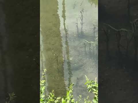 Coosa bass on bed in roadside creek