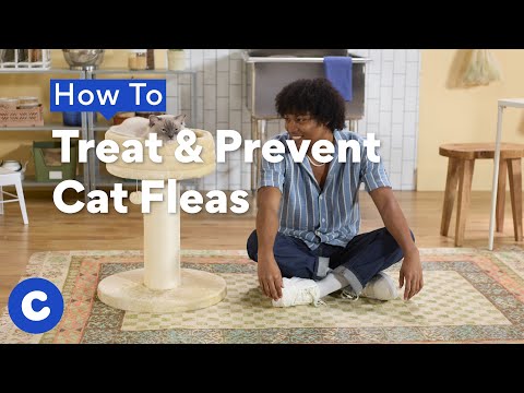 How To Treat & Prevent Cat Fleas | Chewtorials