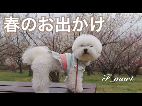 春のお出かけ　ｰビションフリーゼ犬ｰ