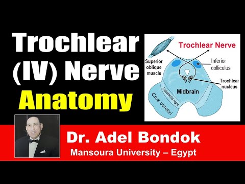 Trochlear (IV) Nerve Clinical Anatomy, Dr Adel Bondok