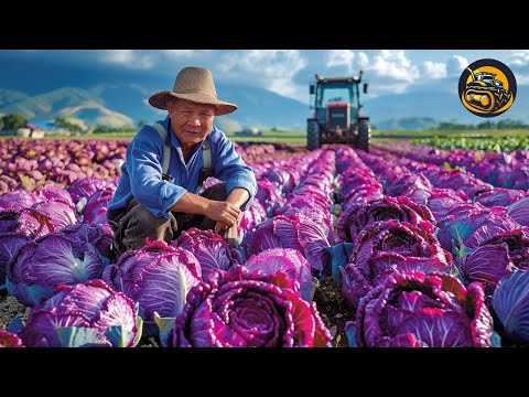 How To Reach The Highest Possible Cabbage Yield - Agriculture with Grand Machine