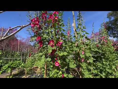 春暖花開～櫻花鳥森林賞花、賞鳥趣