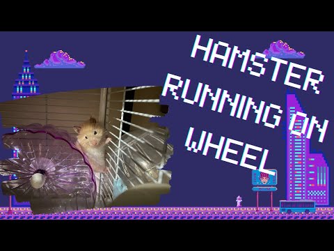 Funny hamster running on wheel & Hamster funny video Highlights