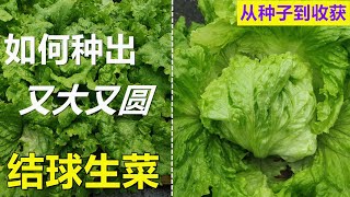 3个月收获【结球生菜】从种子到收获, 温度要求+虫害 Planting iceberg lettuce from seeds to harvest