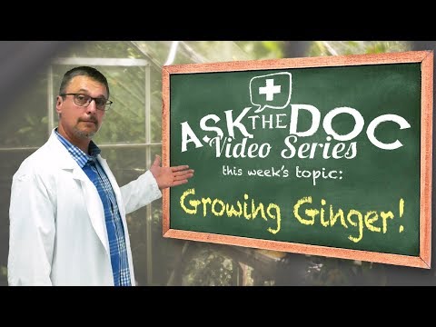 How to Grow Ginger: An Ask The Doc Special