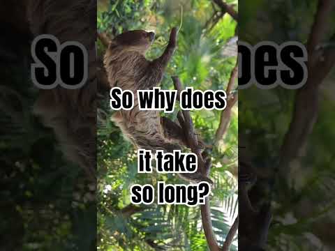 Ever wondered how long it takes for a sloth to digest its food?  #facts #sloth #students