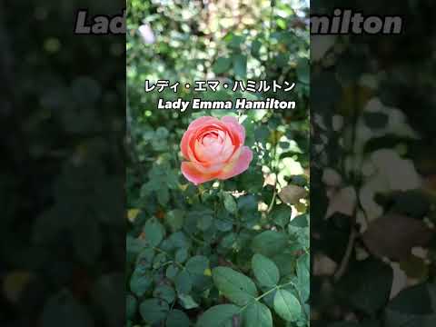 イングリッシュローズの優雅さ：レディ・エマ・ハミルトン　Lady Emma Hamilton オレンジの秋花が咲いた。2024年12月3日デビッド・オースチンDavid Austinのブッシュ・ローズ