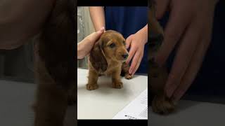 【ダックス子犬】たった20日でまるで別犬⁈#shorts #ミニチュアダックス #dachshund #かわいい犬