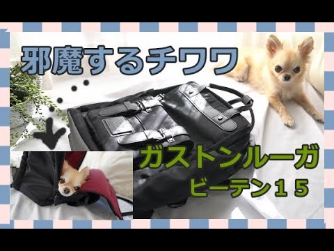 【邪魔する犬】新しいガストンルーガリュックビーテン15の紹介中🎒中に入ってどかないチワワ🐶Gastonluga Biten15💛Chihuahua stays in the backpack.