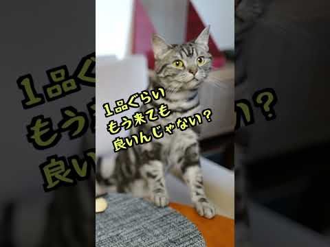 どうしてもごはんが待ちきれない猫 #shorts #猫との暮らし