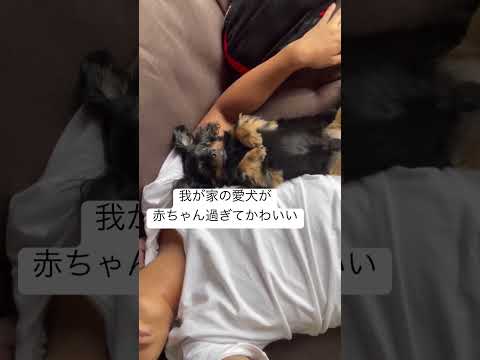 我が家の愛犬が赤ちゃん過ぎてかわいい件WWWW #カップルチャンネル #カップル #チワックス #愛犬 #犬がいる暮らし