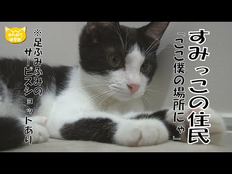 【あわねこ保育園】すみっこ落ち着きます なつきくん【里親募集】