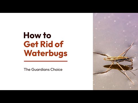 4 Ways to Get Rid of Waterbugs | How to Get Rid of Waterbugs | The Guardian's Choice