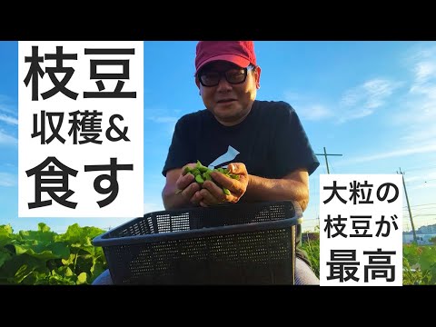 枝豆を収穫して塩茹でしておつまみまでの動画