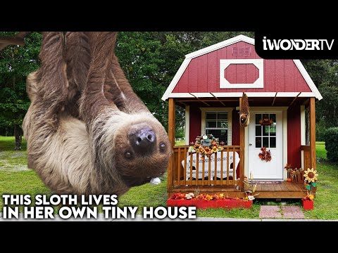 This Cute Sloth Is Living In A Dream Tiny Home