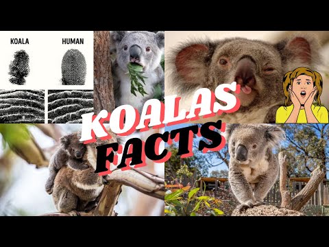 Koalas Unveiling Their Captivating Behaviors!