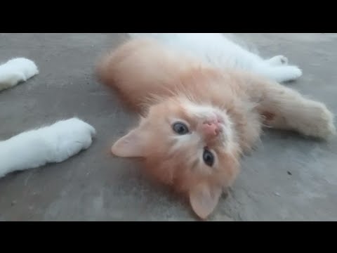 Adorable kittens 😍 Cute kitten video | Funny cat video 😂