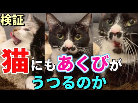 猫もあくびにつられるか検証