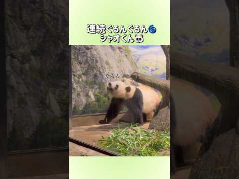 【連続ぐるんぐるん🌀シャオくん🐼】〜上野動物園〜