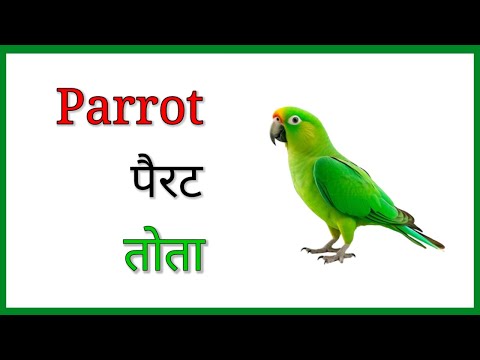 Birds Name । Name of Birds  पक्षियों के नाम । बर्ड्स नेम । Pakshiyon ke nam Hindi and English